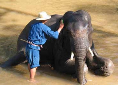  مركز تشيانغ داو لتدريب الفيلة 