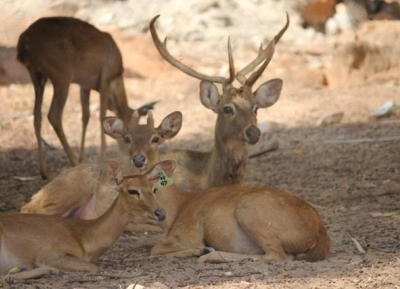 مركز هواي ساي لرعاية وتربية الحيوانات البرية