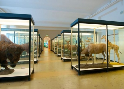 متحف سينكنبرج للعلوم الطبيعيه 