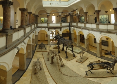 متحف التاريخ الطبيعى 