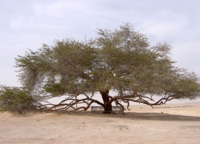  شجرة الحياة و مركز الزوار 
