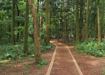  غابة ساريوني 