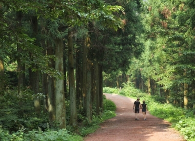  غابة ساريوني 