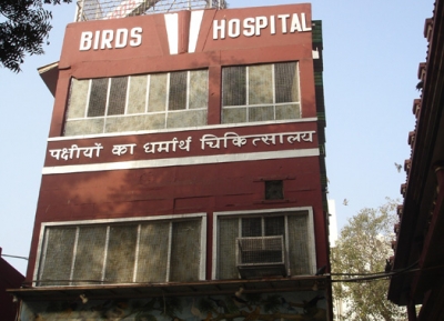 مستشفى الطيور