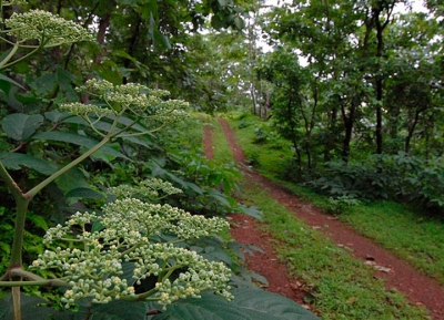  حديقة سانجاي غاندي الوطنية 