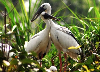 حديقة طائر اللقلق لانغ البري