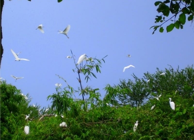  حديقة طائر اللقلق لانغ البري 