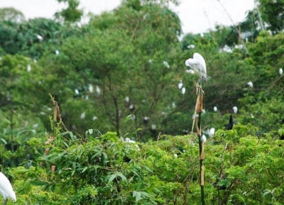  حديقة طائر اللقلق لانغ البري 