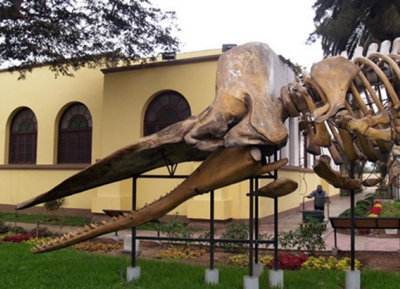 متحف التاريخ الطبيعي