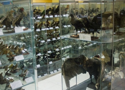 متحف علم الحيوان
