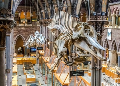  متحف التاريخ الطبيعي بجامعة أكسفورد 