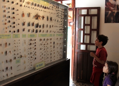  متحف الحشرات 