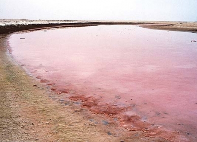  البحيرات الوردية 