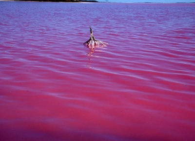  البحيرات الوردية 