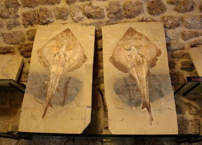  متحف بيبلوس للحفريات 