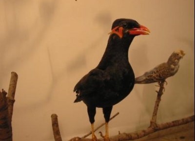  المتحف العلمي الدائم للحيوانات والطيور والفراشات 