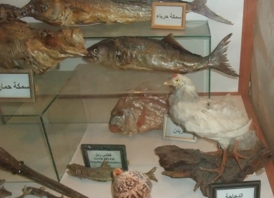  المتحف اللبناني للبحرية والحياة البرية 