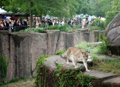  حديقة حيوان لينكولن بارك 