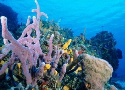  موقع الشعاب المرجانية 