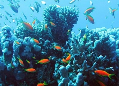  موقع الشعاب المرجانية 