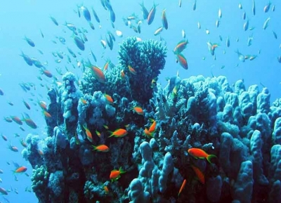  منطقة أبو جفان للشعاب المرجانية 