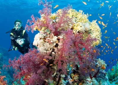 منطقة جاكسون للشعاب المرجانية