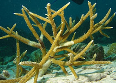  منطقة أبو جفان للشعاب المرجانية 