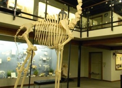  متحف علم العظام 