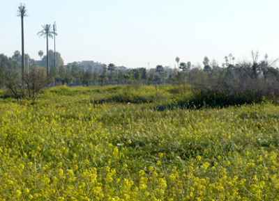  بستان الزيتون باب جديد (غابات الشباب) 