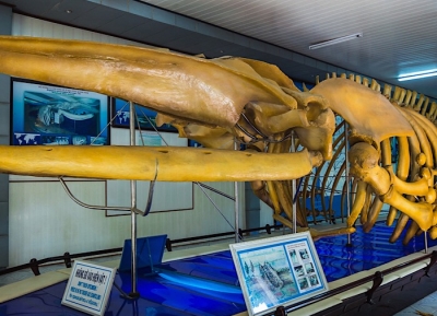  متحف المحيطات 