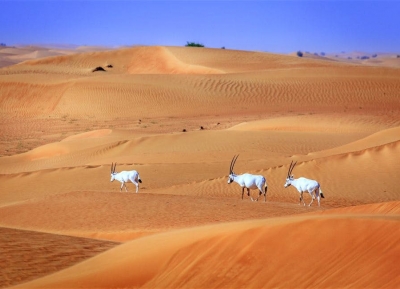 محمية صحراء دبي 