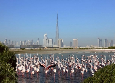  محمية رأس الخور للحياة البرية 