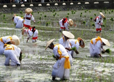  مهرجان زراعة الأرز Otaue 