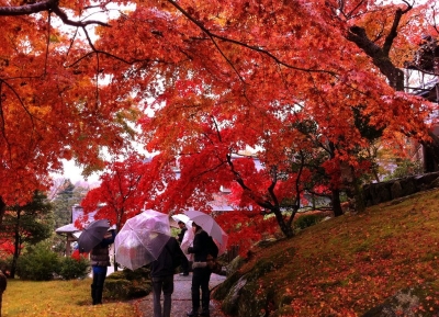  أوراق الخريف في هاكوني 