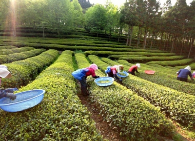  مهرجان بوسونج للشاي الأخضر 
