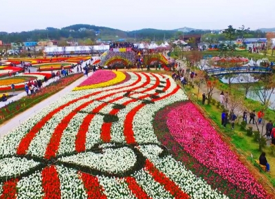 مهرجان تايان تيان لزهور التيوليب