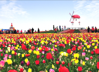  مهرجان تايان تيان لزهور التيوليب 