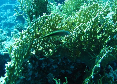 الغوص في شعب أبو كفان المرجانية