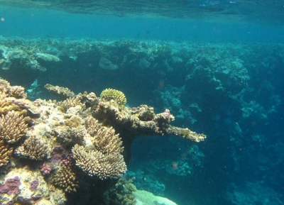  الغوص في شعب أبو كفان المرجانية 