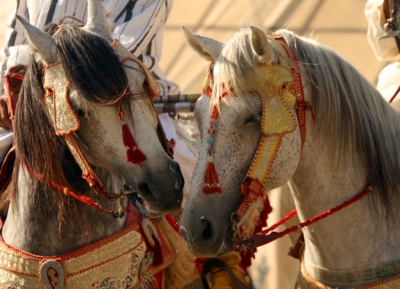  مهرجان الحصان في تيسا 