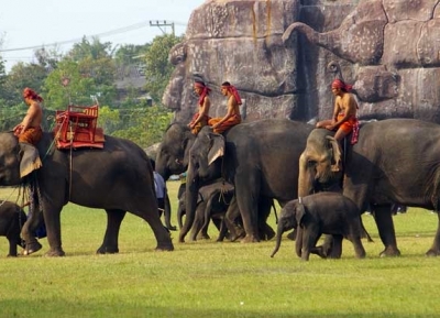  جولة متابعة الفيل في سورين 