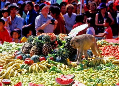  مهرجان القرد 