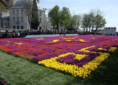مهرجان أزهار التيوليب