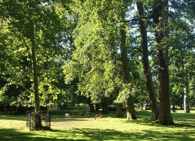الهدوء و الاستجمام فى حديقه Haarlemmerhout