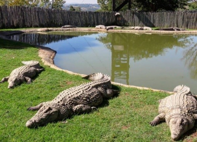  قم بزيارة Croc City Crocodile & Reptile Park 