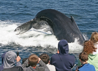  استمتع بمشاهده الحيتان الضخمه 