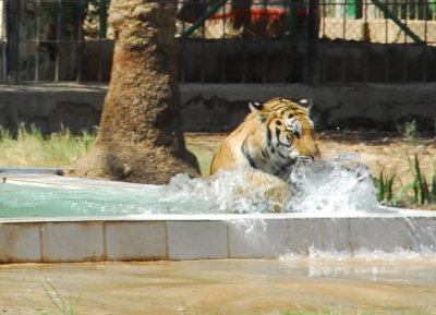 حديقة حيوان بغداد 